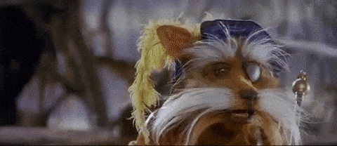 Sir Didymus the knight-terrier looks puzzled, then mouths "...yes?"