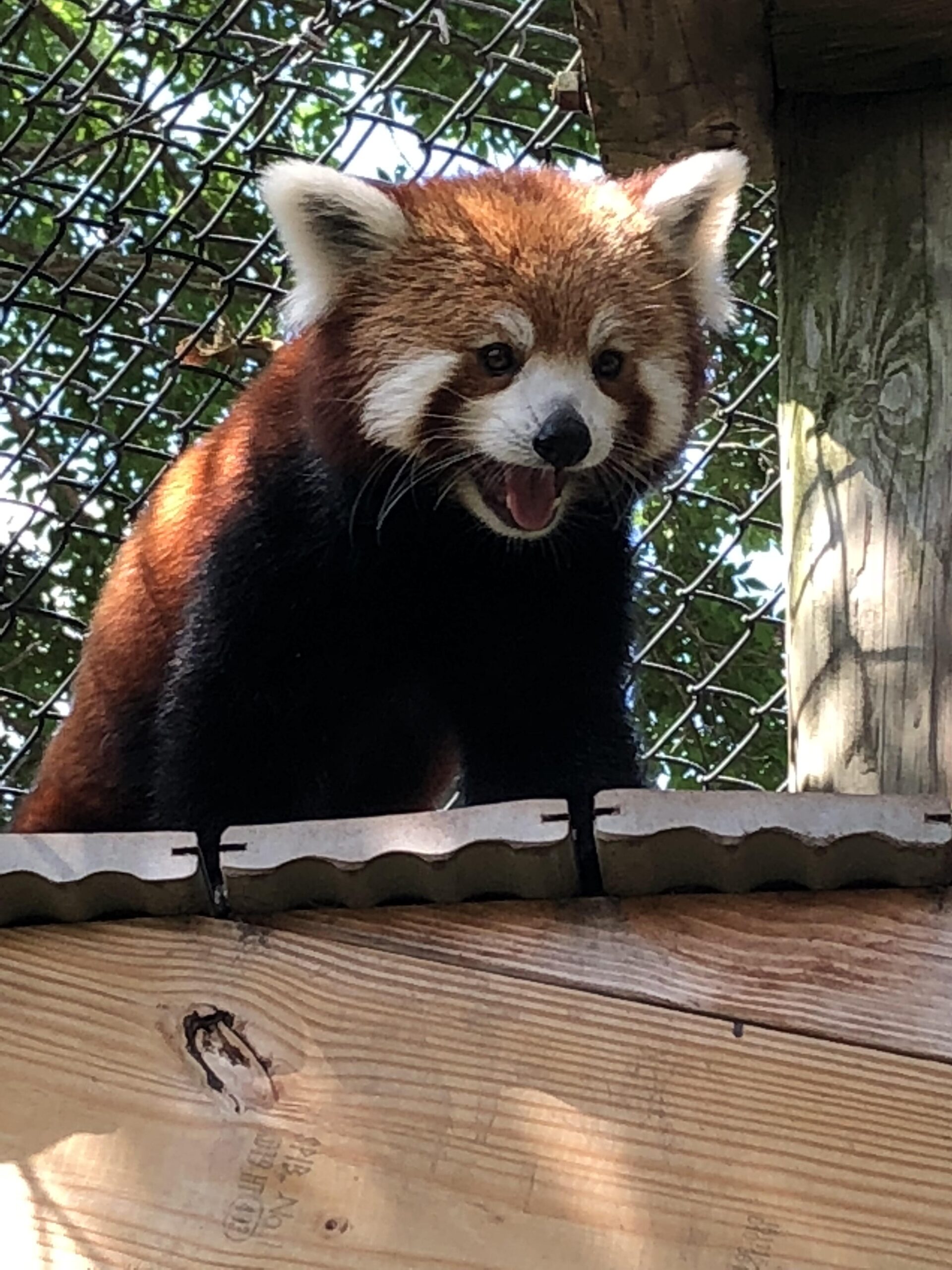 Excited red panda with open mouth