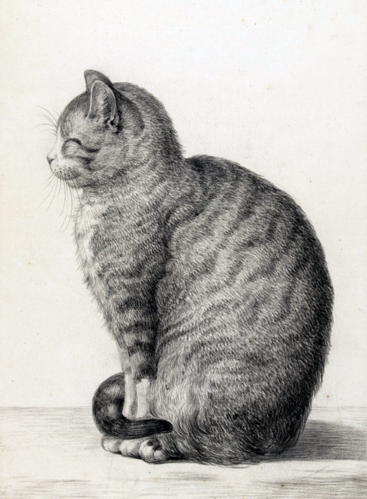 A smiling mackerel grey cat with a white face, standing in profile.